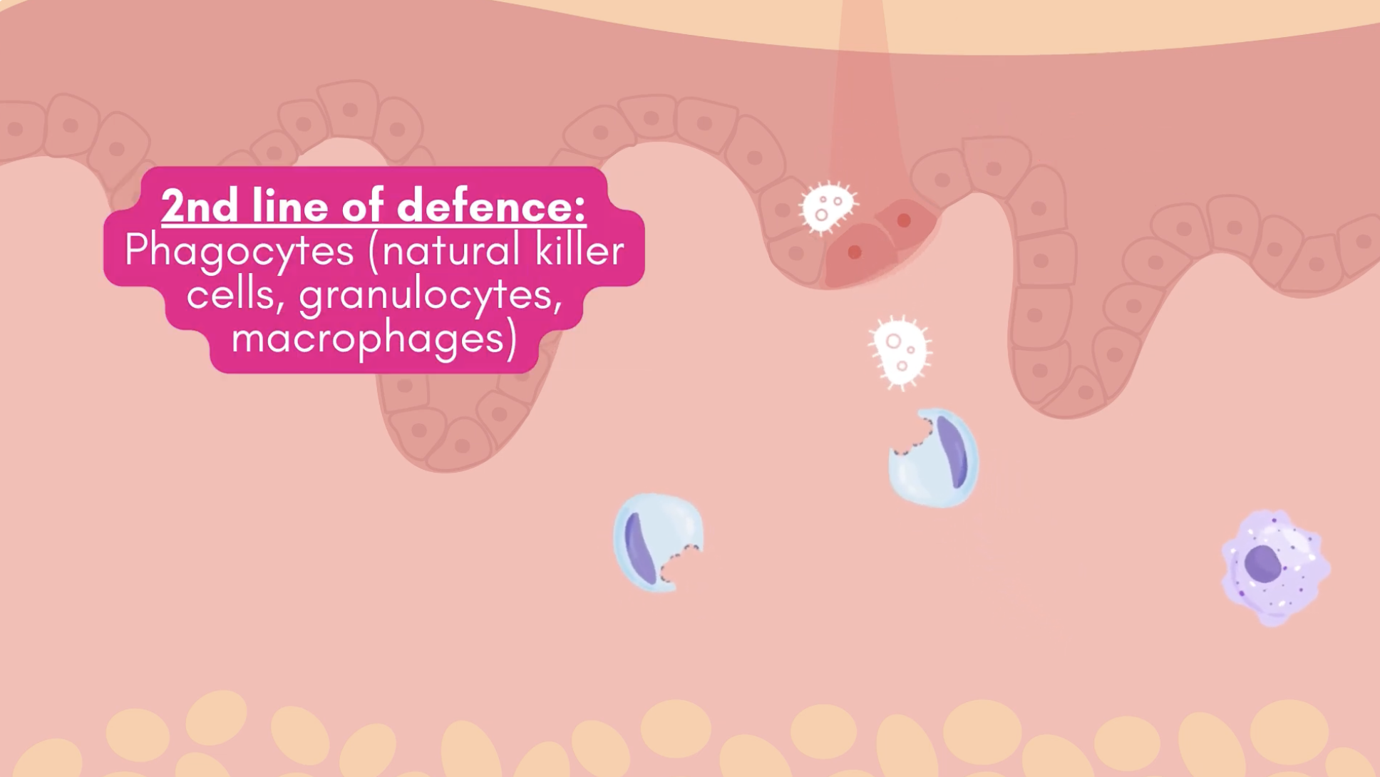Formation maladie auto-immune Formation maladie auto-immune